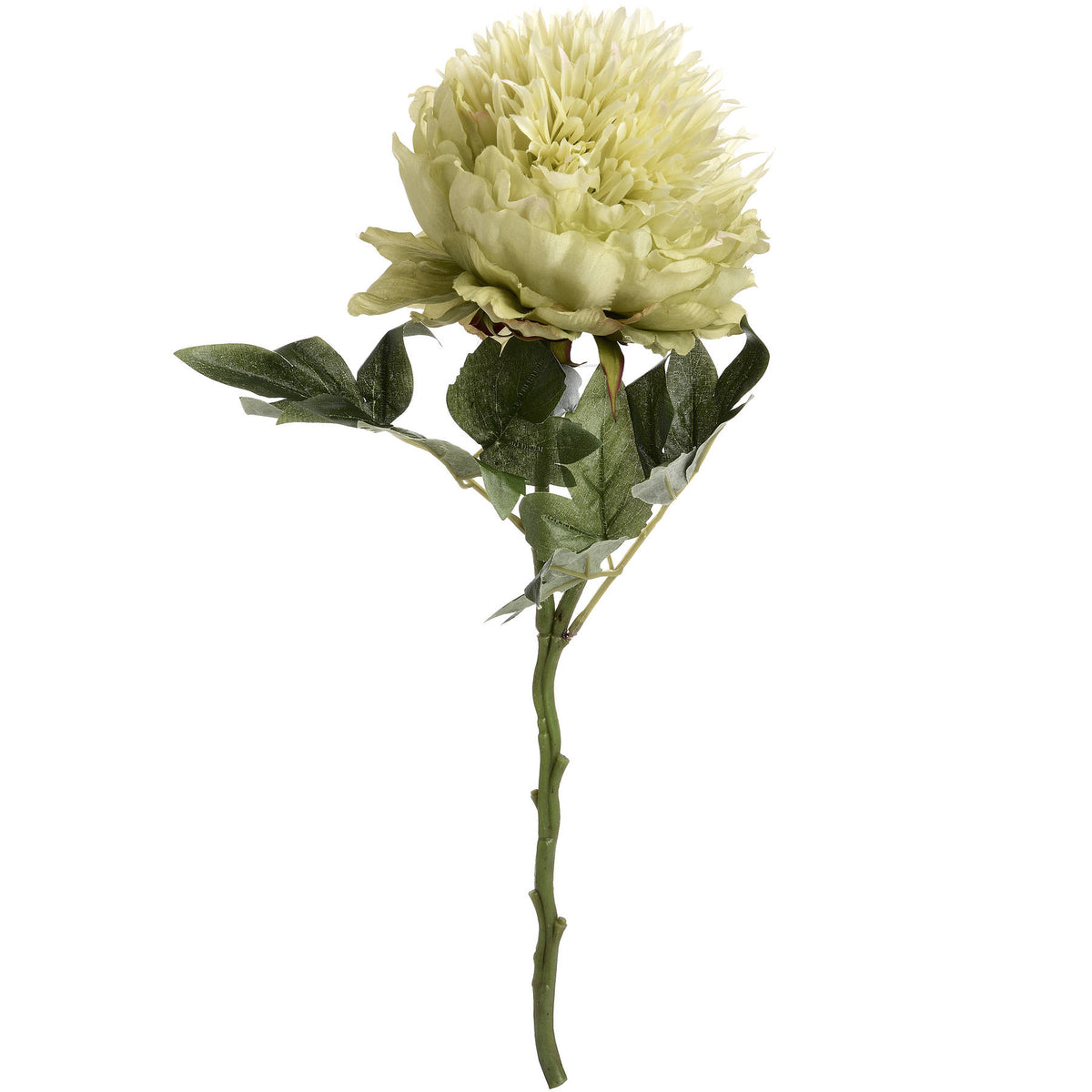 Green Peony - Set of 3