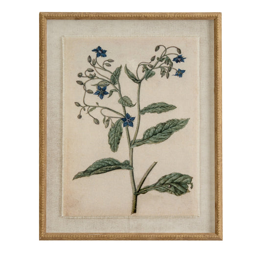 Flora & Fauna Collection Borage On Linen In Beaded Frame