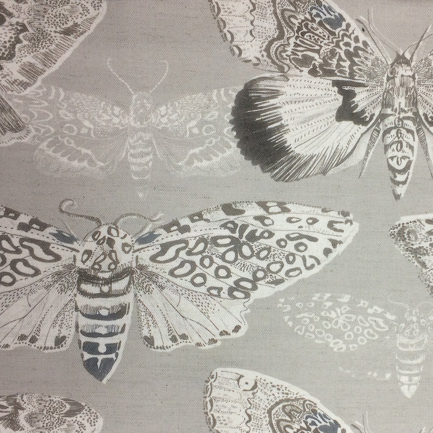 Nocturnal 145Cm Fiona Fabric Metre - Sepia